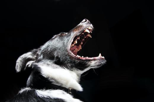 5 Ways To Stop Your Dog Barking Without Using A Bark Collar