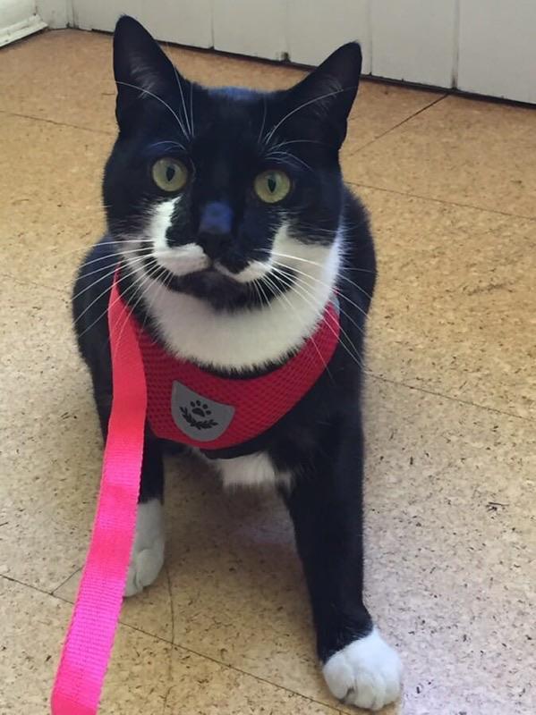 Best retractable deals cat leash