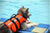 Dog Life Jacket Floatation Device Pet Collars & Harnesses Best Pet Store 