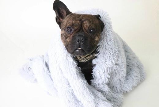 Fluffy Pet Blanket 15 Colours! Dog Beds Best Pet Store 