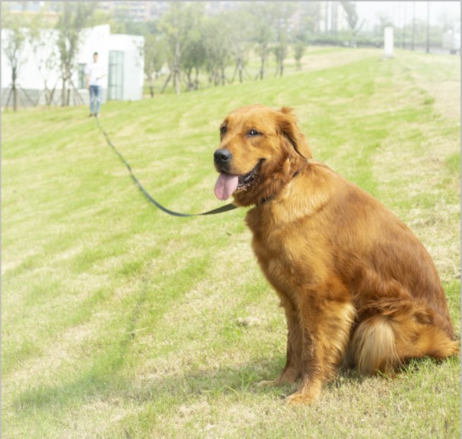 Longest dog lead outlet