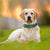 Personalised Custom Leather Dog Collar Pet Collars & Harnesses Best Pet Store 