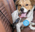 Pet Seatbelt Safety Buckle Pet Leash Extensions Best Pet Store 