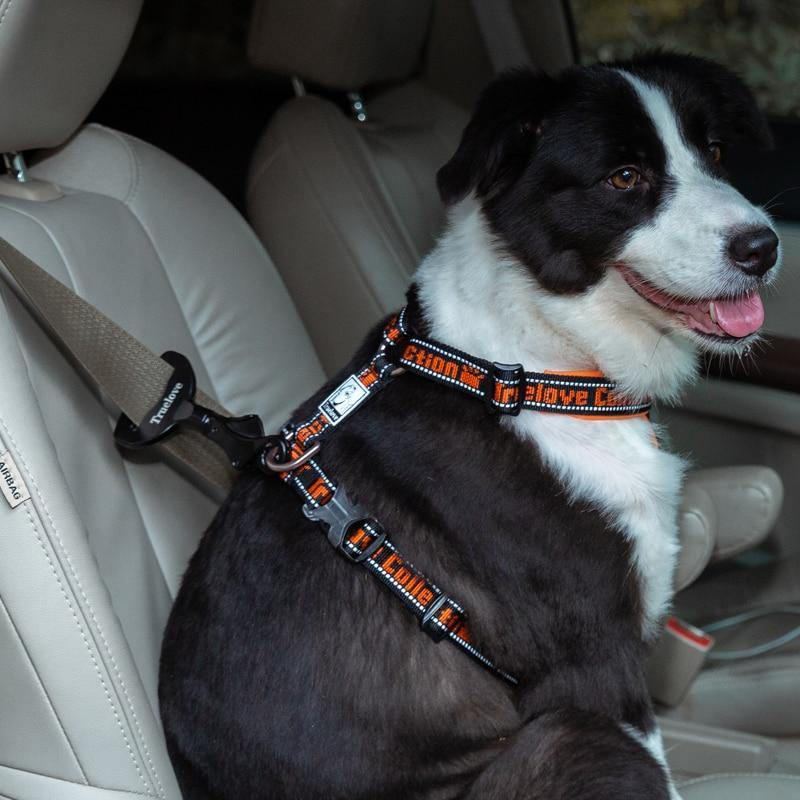 Car buckle sales dog collars