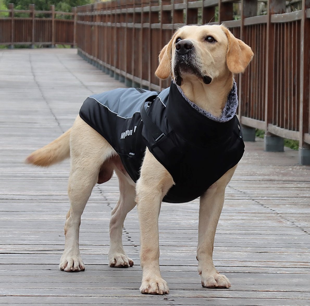 Best dog coat top